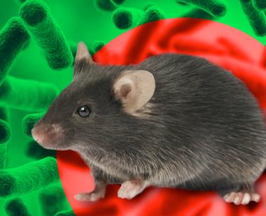 Чтобы мышь не проскочила. Стоит ли опасаться геморрагической лихорадки?